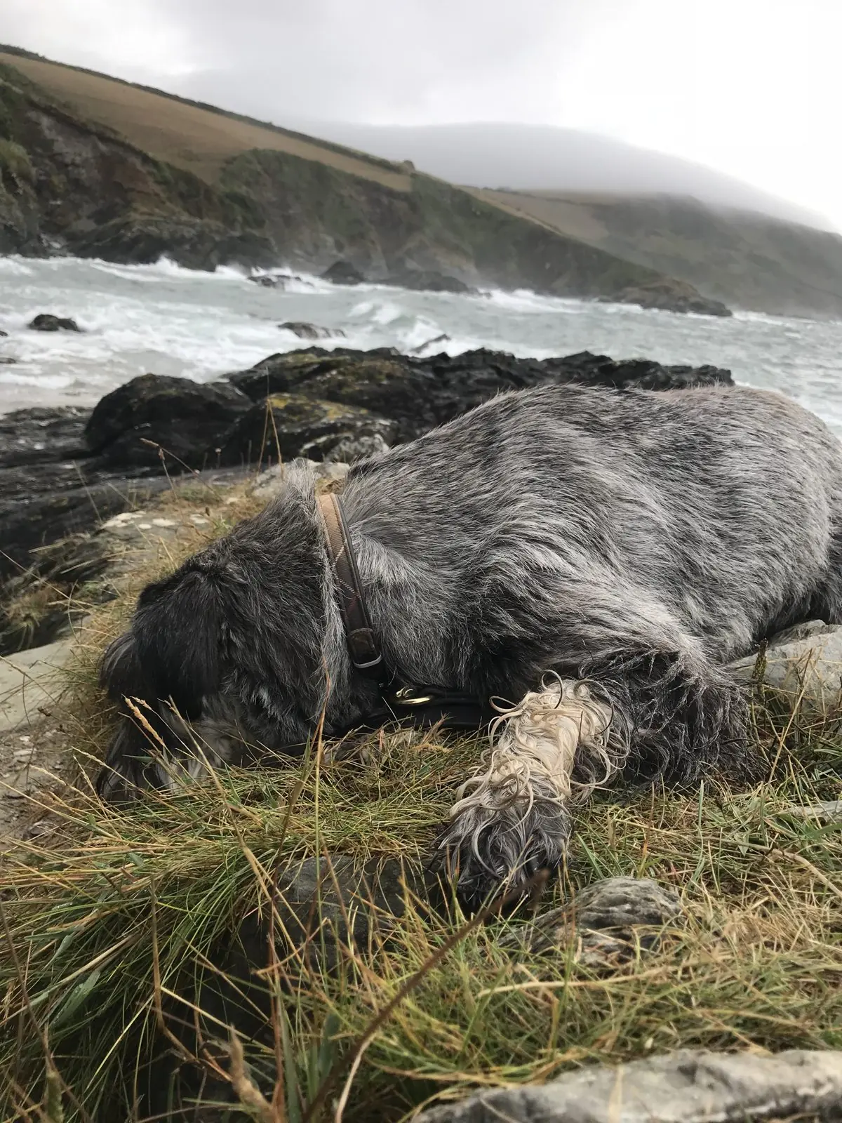A grey schnauzer asleep in the grass on a clifftop above a stormy cove