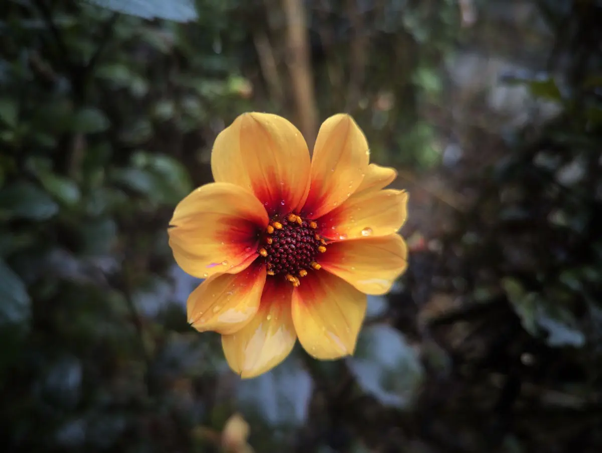 An amber dahlia with a red centre against dark leaves