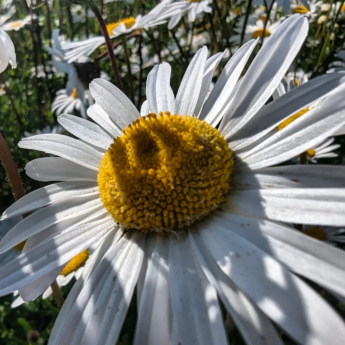 A white daisy in dappled sunlight