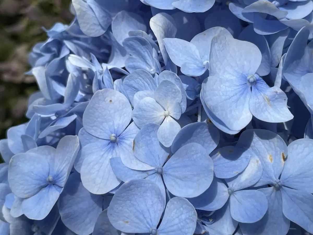 Pale blue hydrangea petals filling the frame
