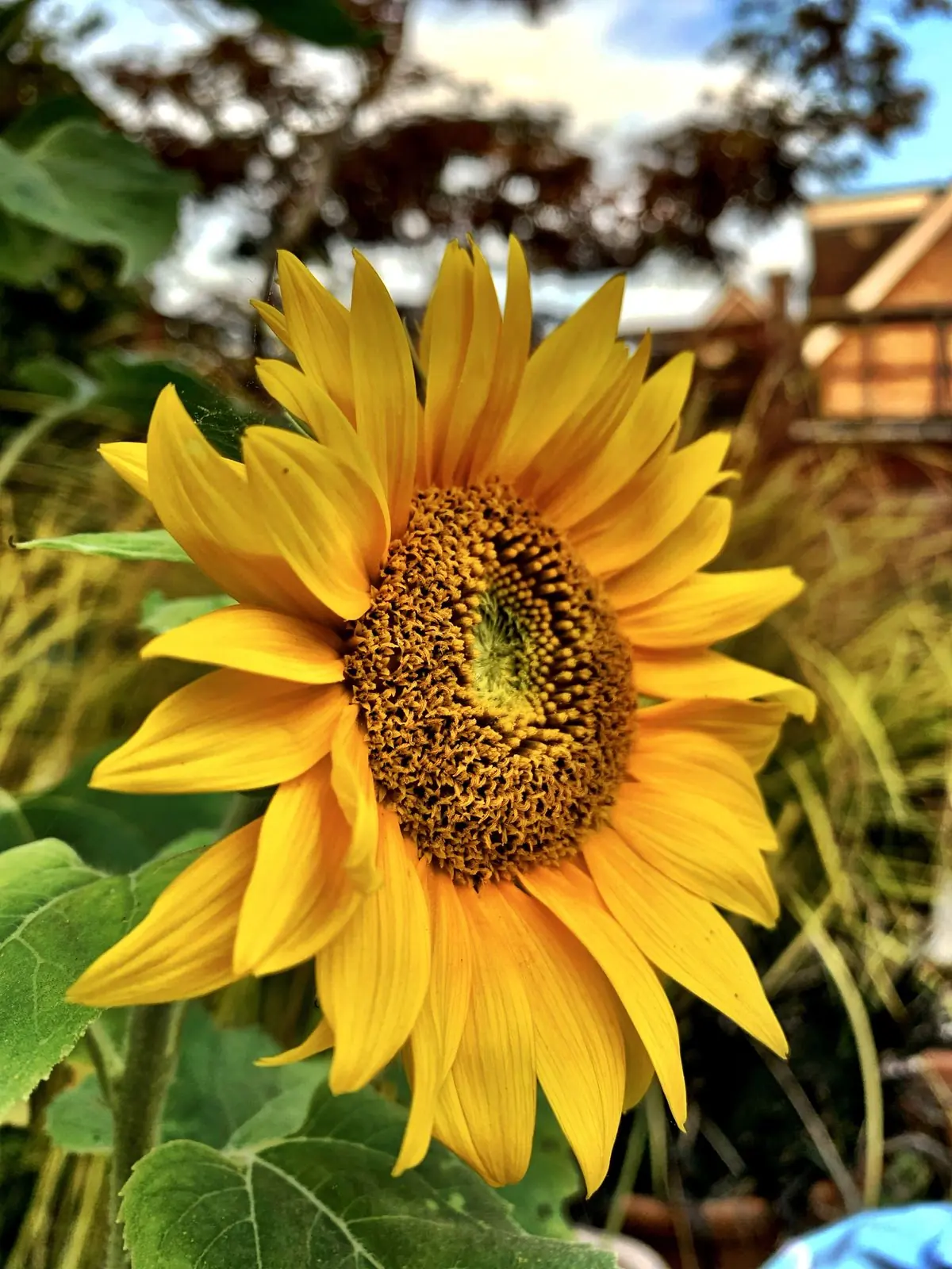 A sunflower in full bloom