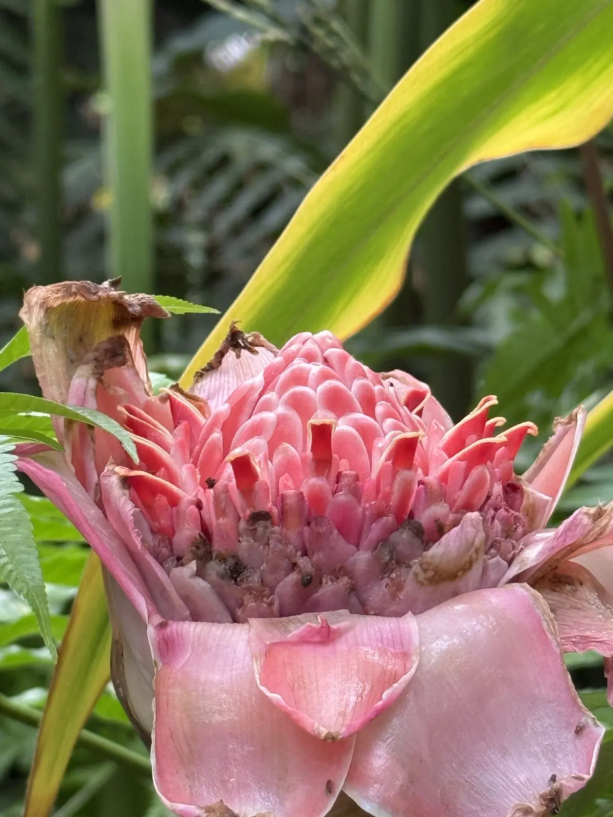 A pink torch ginger flower